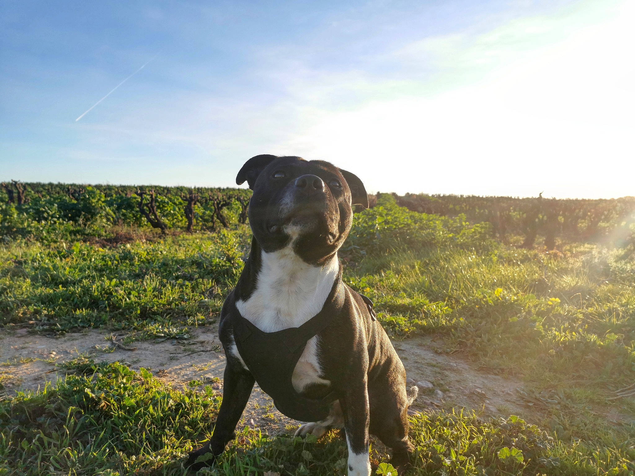 Maki participe au concours pour gagner de l'argent avec cette photo : alaunt, american_bulldog, american_pit_bull_terrier, american_staffordshire_terrier, canidae, carnivore, companion_dog, dog, dog_breed, fawn, guard_dog, hunting_dog, mammal, molosser, non_sporting_group, rare_breed_dog, sporting_group, staffordshire_bull_terrier, vertebrate, working_dog
