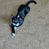 Bandit joined the competition — help win amazing prizes! animal, black_and_white, blanket, carpet, cat, cozy, curious, cute, ears, feline, fur, home, indoor, looking_up, paws, pet, resting, tail, tuxedo_cat, whiskers