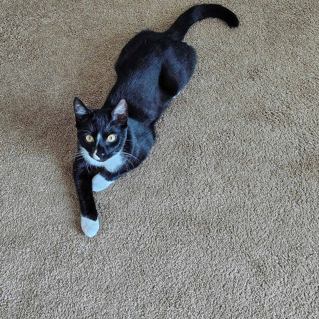 Bandit