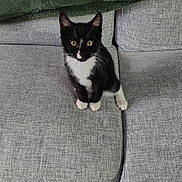 Bandit is registered to the contest to win money with this photo: black_and_white, blanket, cat, couch, cozy, curious, domestic, feline, fur, home, indoor, kitten, looking_up, paw, pet, sitting, small, sofa, tuxedo_cat, whiskers