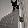 Bandit joined the competition — help win amazing prizes! alert, animal, black_and_white, cat, ceiling, claws, close_up, curious, domestic_animal, door, door_hinge, feline, household, indoor, looking_down, paws, pet, tuxedo_cat, vertical, whiskers