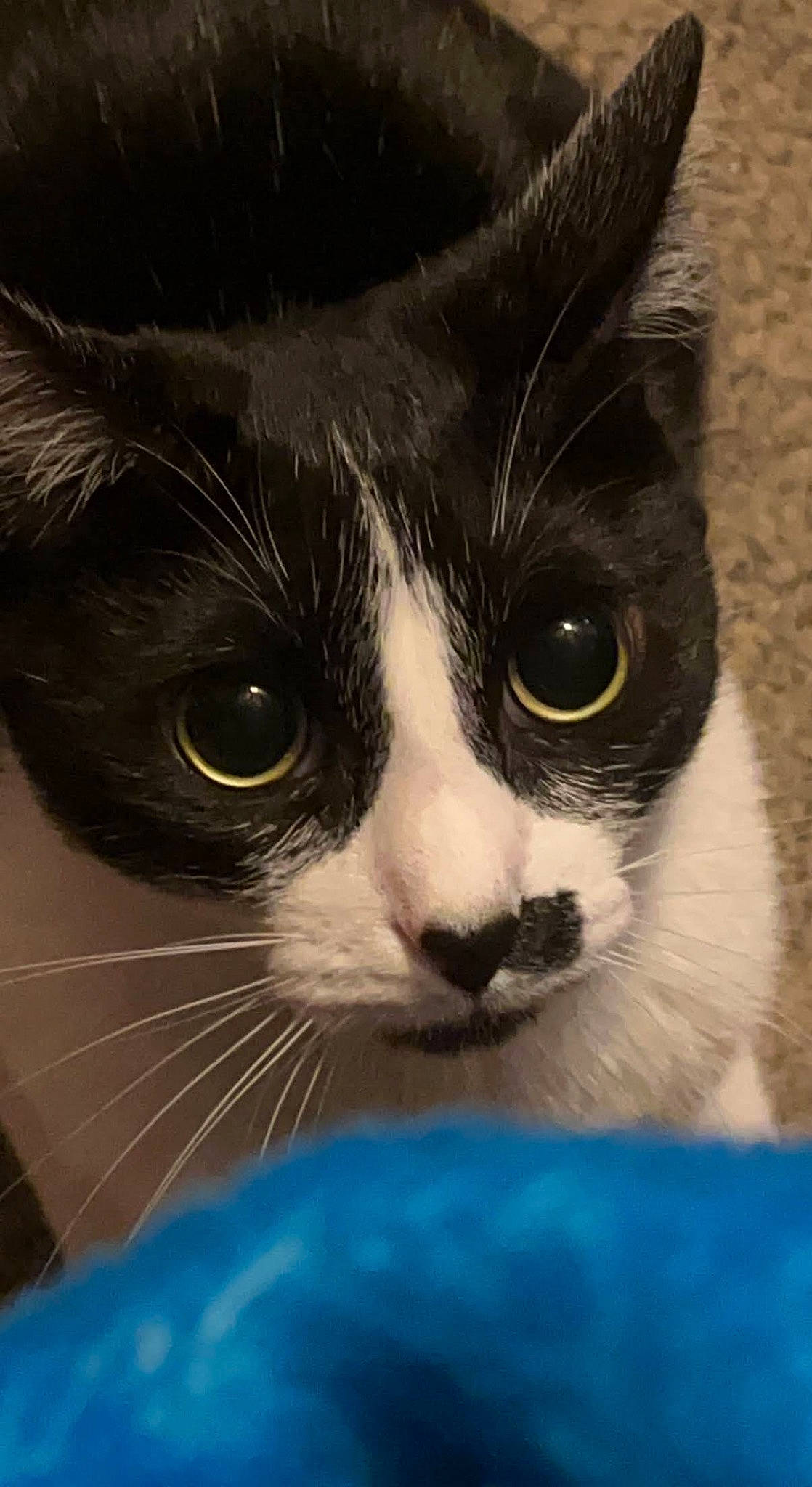 Flower joined the competition — help win amazing prizes! black_cat, carnivore, cat, comfort, domestic_short_haired_cat, electric_blue, eyelash, felidae, fur, hair, packaging_and_labeling, paw, pet_supply, photo_caption, small_to_medium_sized_cats, snout, tail, terrestrial_animal, whiskers, window