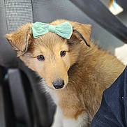 Topaze a rejoint le concours — aidez-le/la à gagner de superbes lots ! puppy, dog, bow, mint_green, pet, animal, portrait, close_up, floppy_ears, brown_fur, white_fur, black_nose, eyes, sitting, vehicle, seat, harness, outdoor, cute, photography