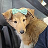 puppy, dog, bow, mint_green, pet, animal, portrait, close_up, floppy_ears, brown_fur, white_fur, black_nose, eyes, sitting, vehicle, seat, harness, outdoor, cute, photography