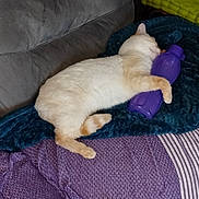 Tounèt a rejoint le concours — aidez-le/la à gagner de superbes lots ! animal, blanket, cat, couch, cozy, cute, domestic_cat, fur, furniture, home, indoor, nap, pet, purple_bottle, relaxation, resting, sleeping, soft, tail, whiskers