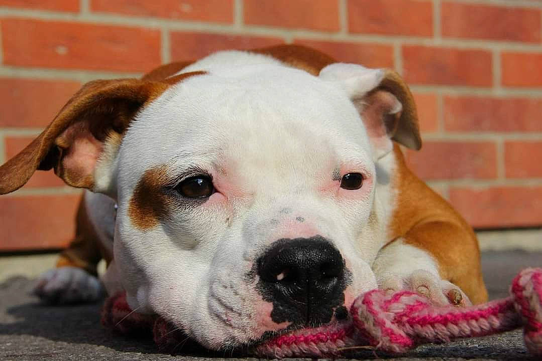 Gipsy a rejoint le concours — aidez-le/la à gagner de superbes lots ! brick, brickwork, canidae, carnivore, collar, companion_dog, dog, dog_breed, dog_collar, ear, fawn, fur, molosser, mortar, snout, sporting_group, terrestrial_animal, whiskers, working_animal, wrinkle