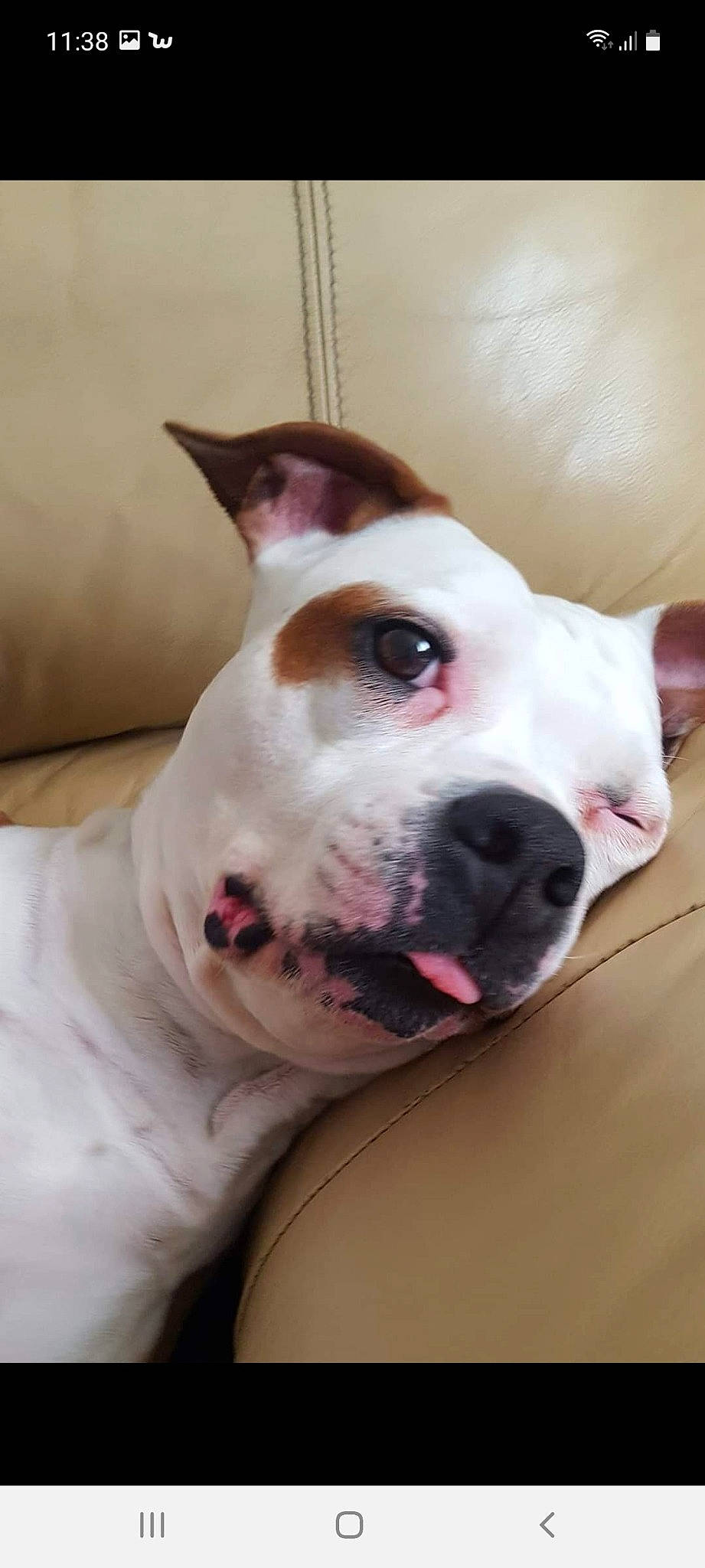 Gipsy a rejoint le concours — aidez-le/la à gagner de superbes lots ! canidae, carnivore, collar, comfort, companion_dog, dog, dog_breed, dog_collar, ear, fawn, non_sporting_group, scar, snout, sporting_group, whiskers, working_animal