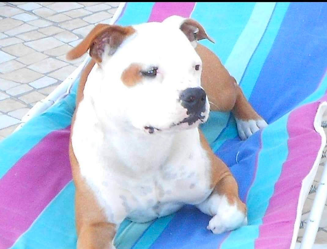 Gipsy participe au concours pour gagner de l'argent avec cette photo : blue, canidae, carnivore, collar, comfort, companion_dog, dog, dog_breed, dog_collar, dog_supply, dogo_guatemalteco, fawn, kitchen_utensil, non_sporting_group, paw, pet_supply, snout, sporting_group, whiskers, working_animal