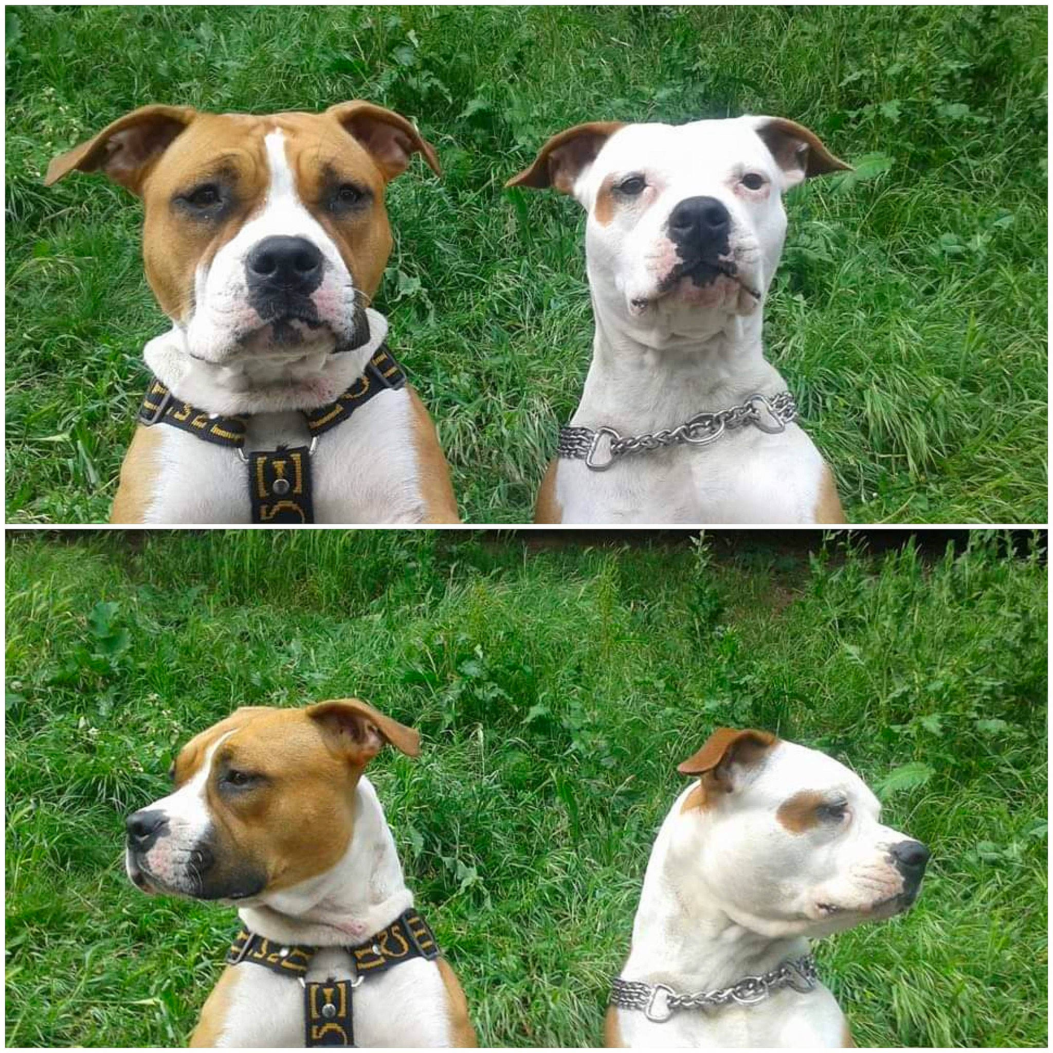 Gipsy Et Djina a rejoint le concours — aidez-le/la à gagner de superbes lots ! art, carnivore, collar, companion_dog, composite_material, dog, dog_breed, dog_collar, fawn, green, mammal, pet_supply, photograph, photography, plant, snout, stock_photography, vertebrate, white, working_animal