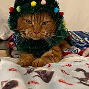 Elmo is registered to the contest to win money with this photo: cat, ginger_cat, christmas_tree_costume, holiday, festive, pom_poms, golden_star, blanket, cat_pattern, candy_cane, indoor, pet, cute, animal, fur, whiskers, paws, resting, close_up, holiday_decor