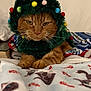 cat, ginger_cat, christmas_tree_costume, holiday, festive, pom_poms, golden_star, blanket, cat_pattern, candy_cane, indoor, pet, cute, animal, fur, whiskers, paws, resting, close_up, holiday_decor