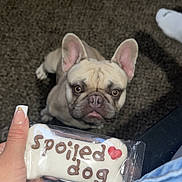 Goose is registered to the contest to win money with this photo: animal, bone_shaped, brown, carpet, cute, dog, floor, french_bulldog, hand, indoor, jeans, looking_up, love, nail_art, pet, plastic_wrap, sock, spoiled_dog, treat, white