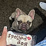animal, bone_shaped, brown, carpet, cute, dog, floor, french_bulldog, hand, indoor, jeans, looking_up, love, nail_art, pet, plastic_wrap, sock, spoiled_dog, treat, white