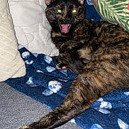 Tytoune participe au concours pour gagner de l'argent avec cette photo : animal, bed, blanket, bodypart, cat, couch, cushion, face, furniture, head, homedecor, indoors, kitten, manx, mouth, person, pet, photography, portrait, quilt