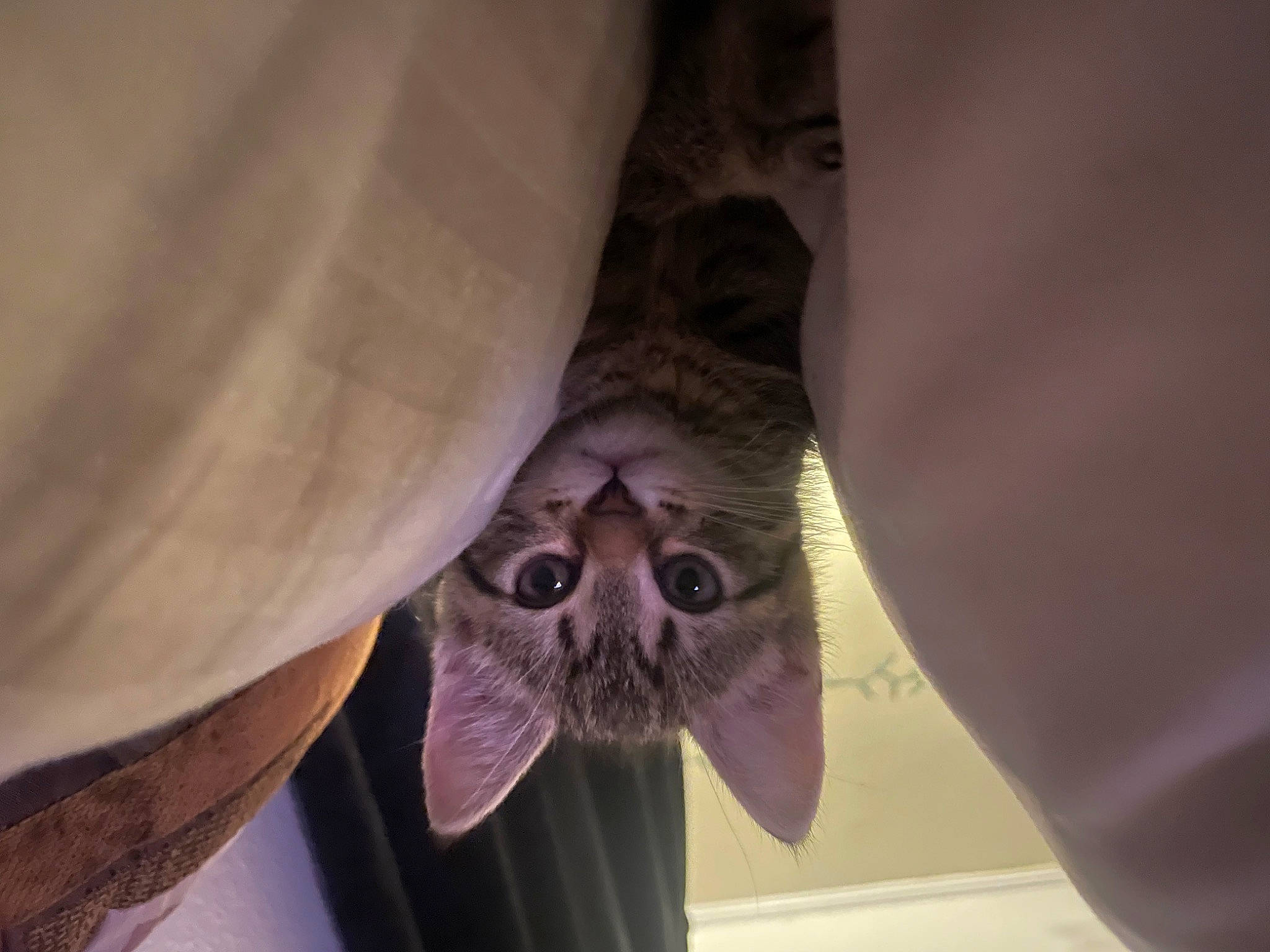 Yeti joined the competition — help win amazing prizes! ceiling, eye, eyewear, fashion_accessory, fawn, felidae, foot, glasses, hat, head, human_body, human_leg, jaw, magenta, petal, purple, snout, symmetry, whiskers, wrinkle