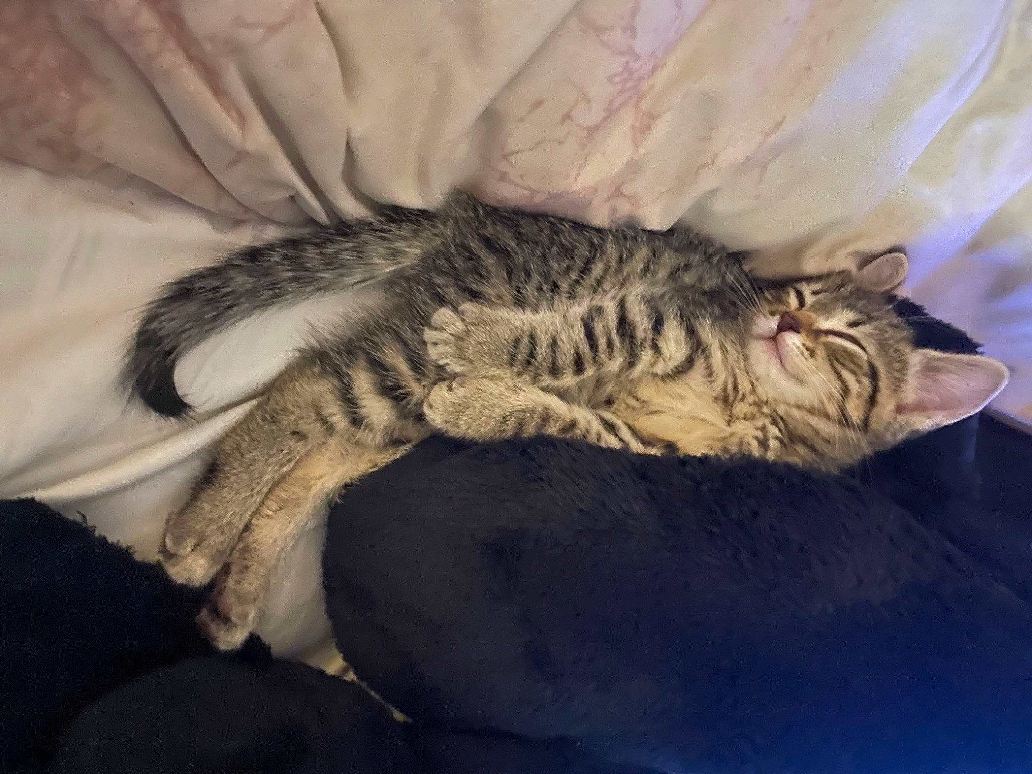 Yeti joined the competition — help win amazing prizes! bed, bengal_tiger, carnivore, cat, claw, comfort, domestic_short_haired_cat, feather, felidae, fur, grey, linens, nap, paw, small_to_medium_sized_cats, tail, terrestrial_animal, whiskers, wildlife, wing