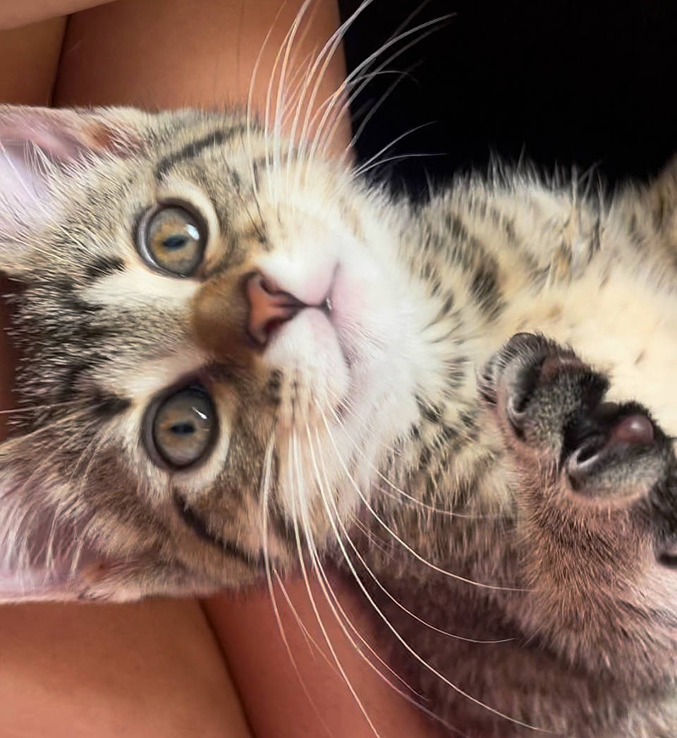 Yeti joined the competition — help win amazing prizes! carnivore, cat, claw, close_up, comfort, domestic_short_haired_cat, ear, eye, eyelash, felidae, fur, mouse, nap, paw, small_to_medium_sized_cats, snout, terrestrial_animal, vertebrate, whiskers, wildlife