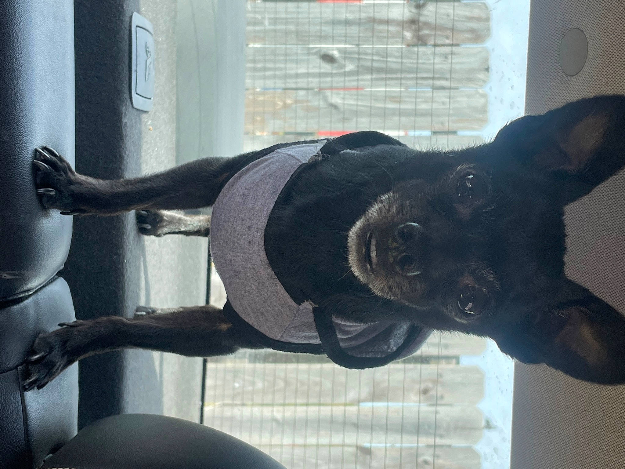 Cole is registered to the contest to win money with this photo: canidae, carnivore, collar, companion_dog, dog, dog_breed, dog_collar, fawn, fur, guard_dog, non_sporting_group, sculpture, snout, sporting_group, tail, whiskers, window, working_animal