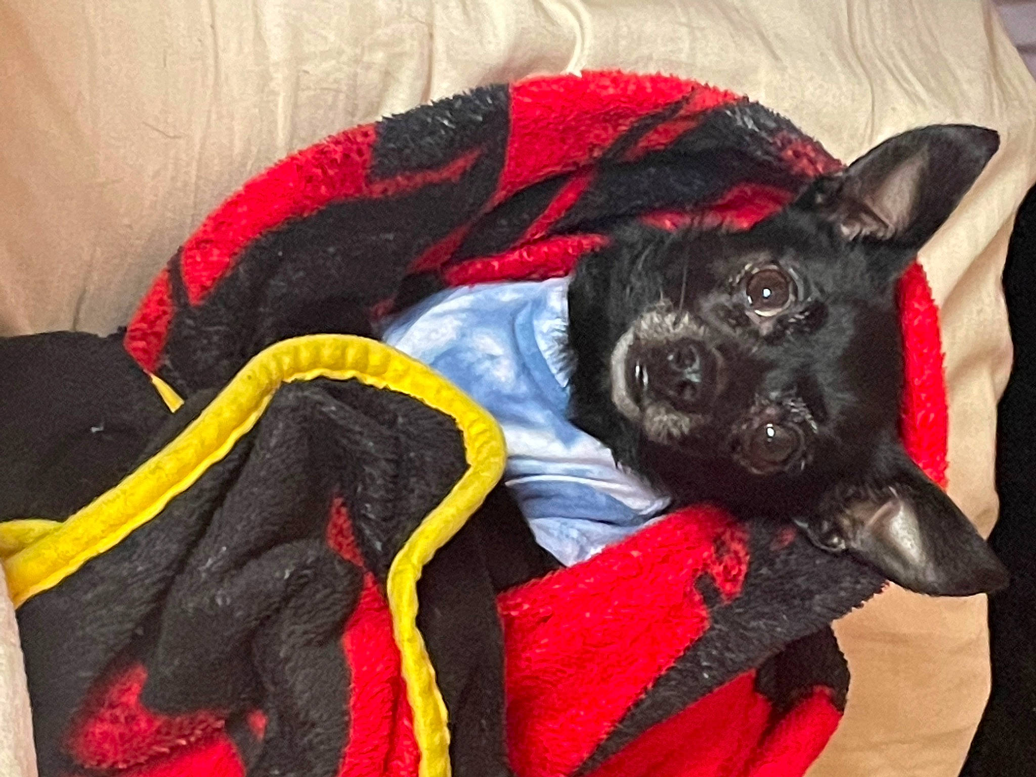 Cole is registered to the contest to win money with this photo: canidae, carmine, carnivore, comfort, companion_dog, dog, dog_breed, dog_supply, fawn, fur, guard_dog, linens, liver, nap, non_sporting_group, pattern, red, sporting_group, toy_dog, working_animal