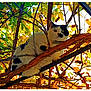 animal, autumn, black_and_white, branch, cat, close_up, curious, daylight, eyes, feline, fur, leaves, nature, outdoor, perched, pet, seasonal, tree, whiskers, wildlife