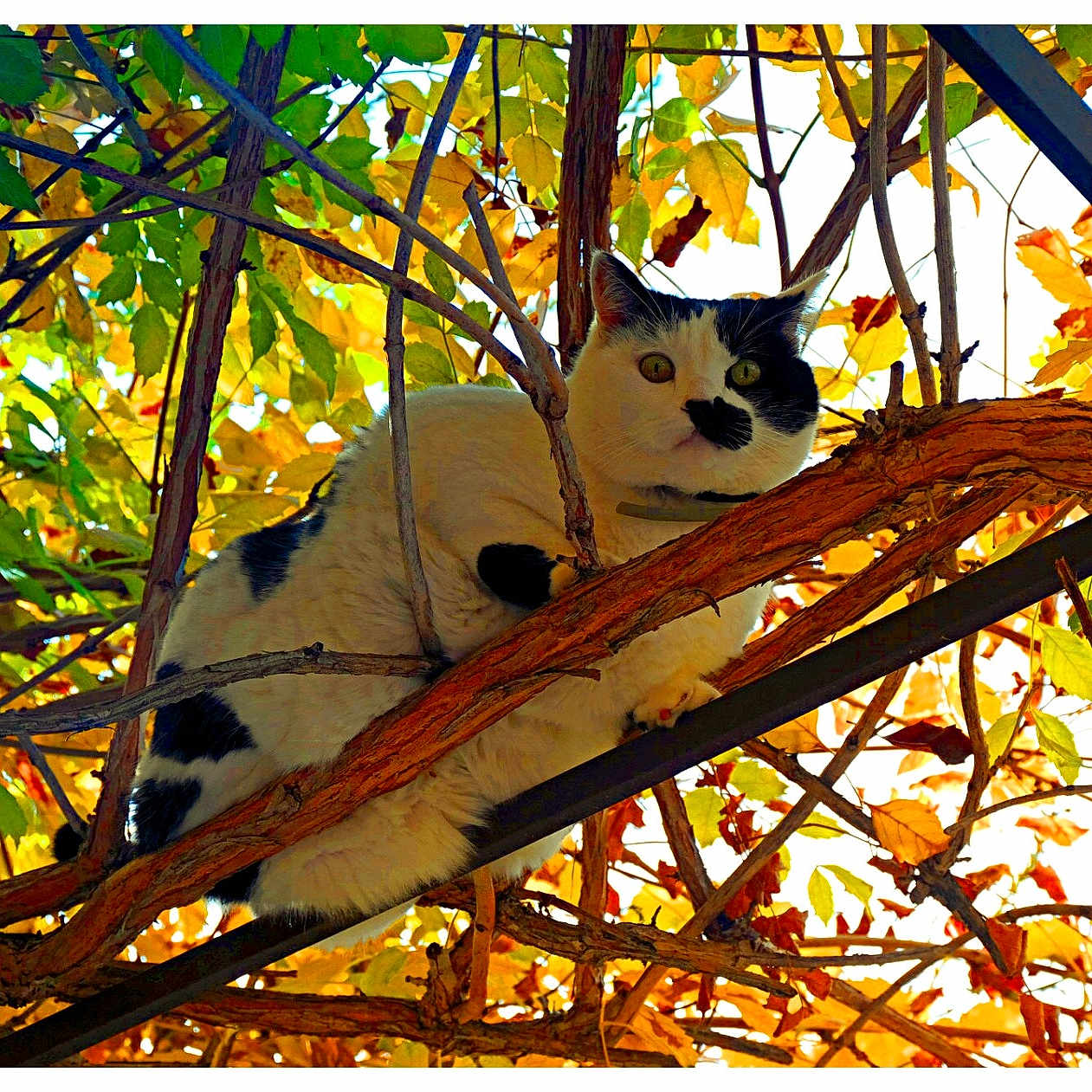 Loukoum a rejoint le concours — aidez-le/la à gagner de superbes lots ! animal, autumn, black_and_white, branch, cat, close_up, curious, daylight, eyes, feline, fur, leaves, nature, outdoor, perched, pet, seasonal, tree, whiskers, wildlife