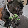 Iva participe au concours pour gagner de l'argent avec cette photo : dog, french_bulldog, toy, rope_toy, indoor, pet, black_dog, close_up, paw, collar, person, shirt, tile_floor, crate, furniture, playful, pet_toy, animal, cute, companion