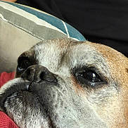 Iva participe au concours pour gagner de l'argent avec cette photo : dog, close_up, resting, cushion, fur, face, pet, animal, indoors, calm, brown, black, white, snout, ears, sleepy, portrait, texture, soft_light, background_blur