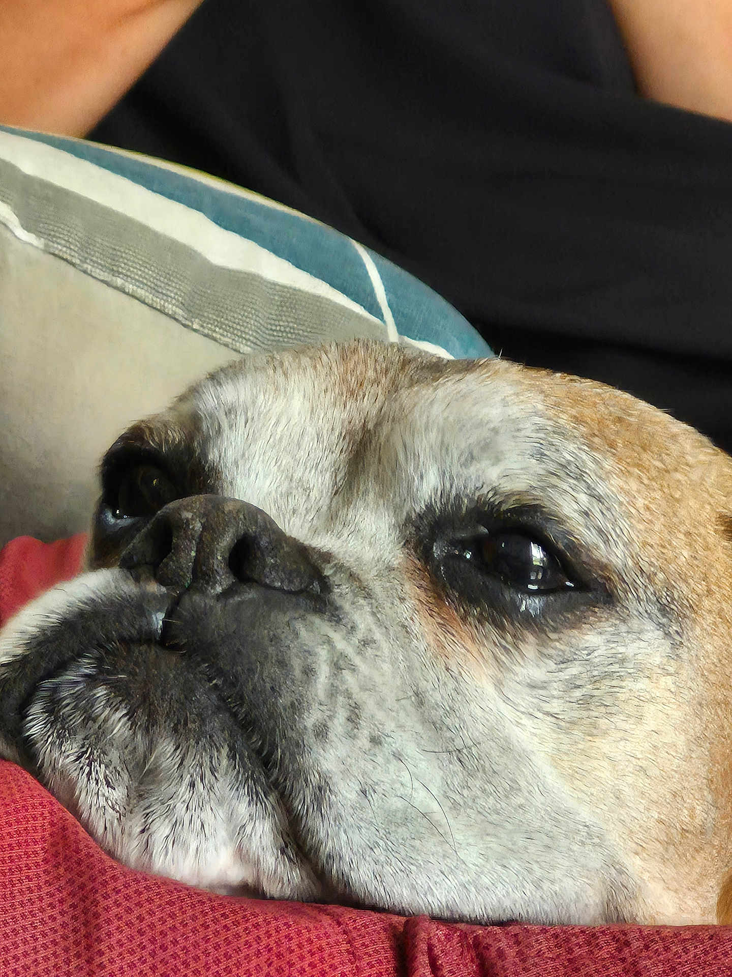 Iva participe au concours pour gagner de l'argent avec cette photo : dog, close_up, resting, cushion, fur, face, pet, animal, indoors, calm, brown, black, white, snout, ears, sleepy, portrait, texture, soft_light, background_blur