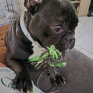 Ulya participe au concours pour gagner de l'argent avec cette photo : dog, french_bulldog, toy, rope_toy, indoor, pet, black_dog, close_up, paw, collar, person, shirt, tile_floor, crate, furniture, playful, pet_toy, animal, cute, companion