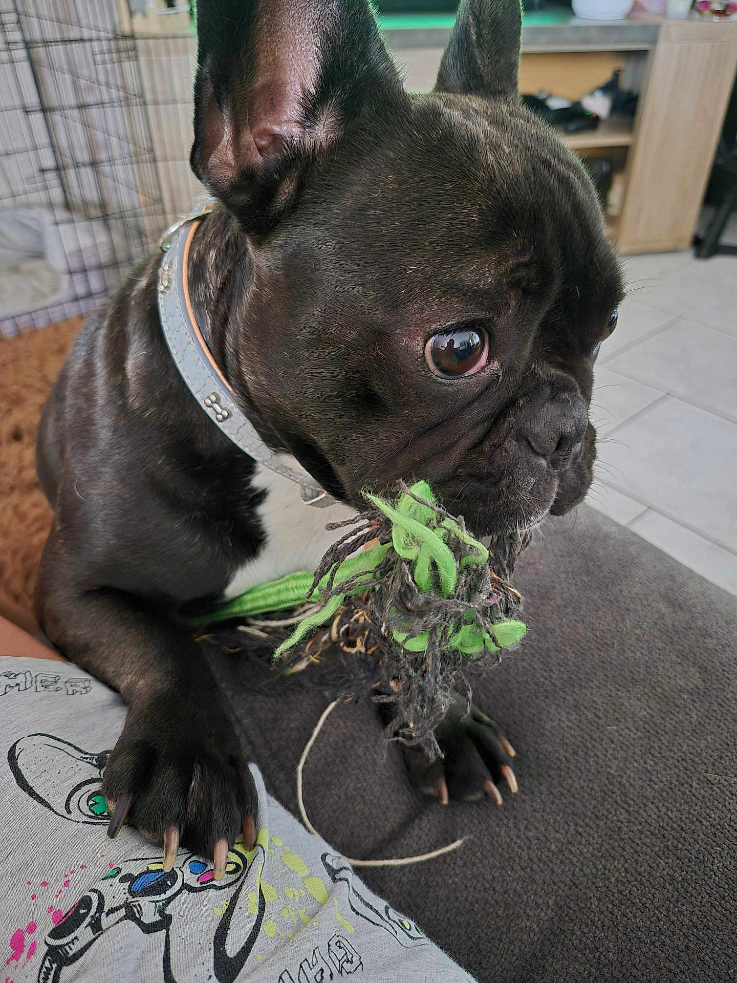 Ulya participe au concours pour gagner de l'argent avec cette photo : dog, french_bulldog, toy, rope_toy, indoor, pet, black_dog, close_up, paw, collar, person, shirt, tile_floor, crate, furniture, playful, pet_toy, animal, cute, companion