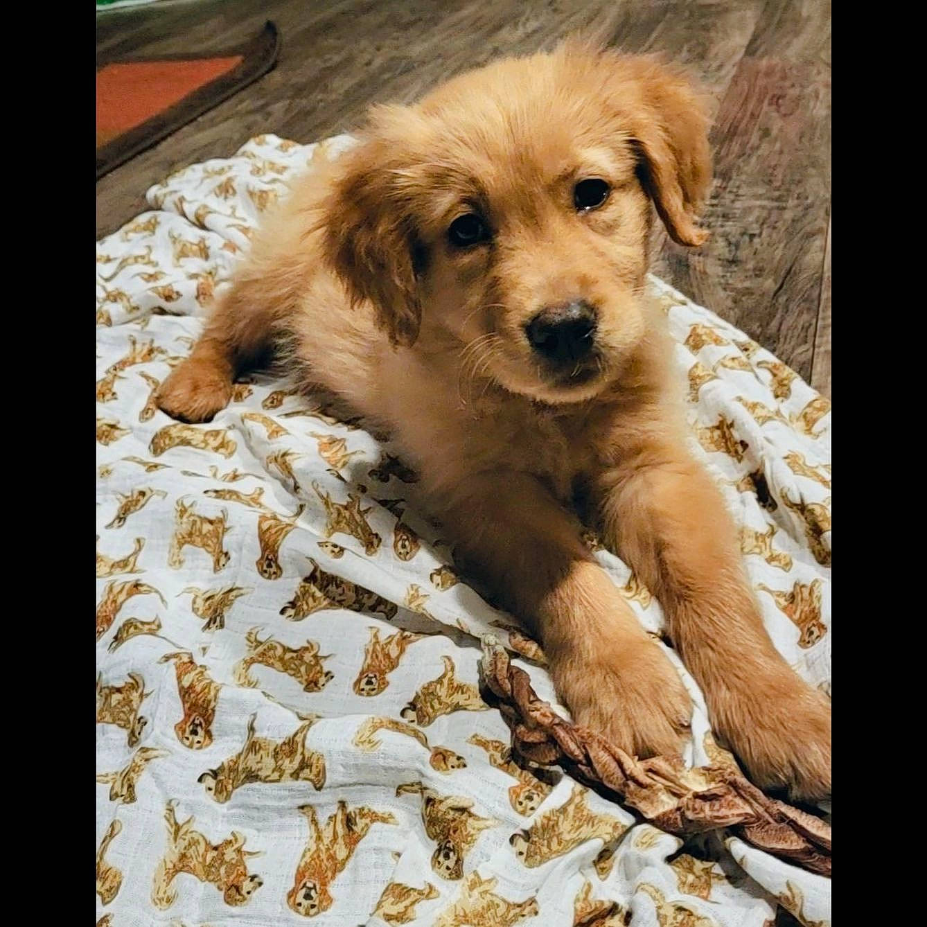 Hulk is registered to the contest to win money with this photo: canidae, carnivore, companion_dog, dog, dog_breed, eye, fawn, fur, paw, photo_caption, plant, puppy, puppy_love, retriever, snout, sporting_group, street_dog, terrestrial_animal, terrier, whiskers