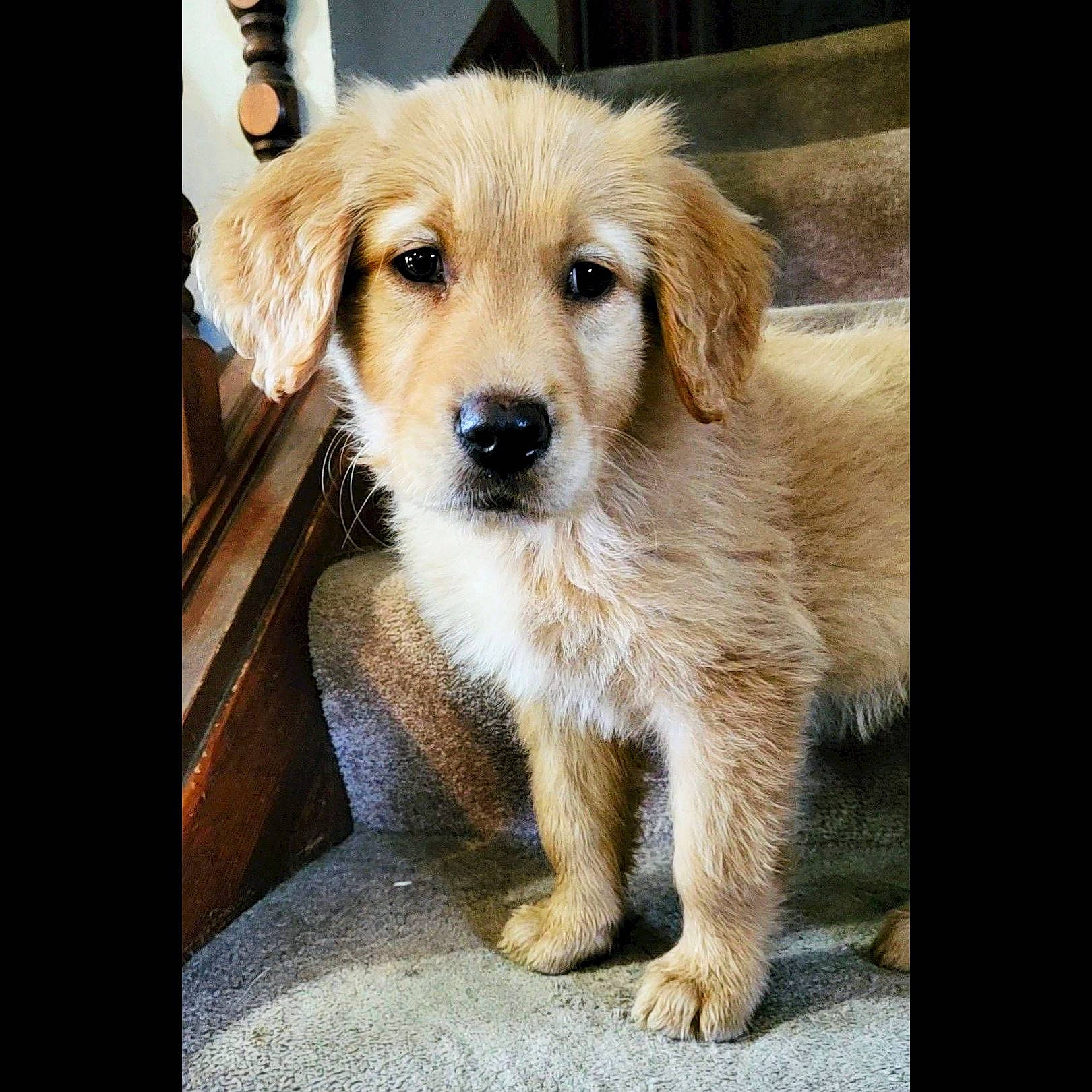 Hulk joined the competition — help win amazing prizes! canidae, carnivore, companion_dog, desk, dog, dog_breed, fawn, fur, photo_caption, plant, smile, snout, sporting_group, whiskers