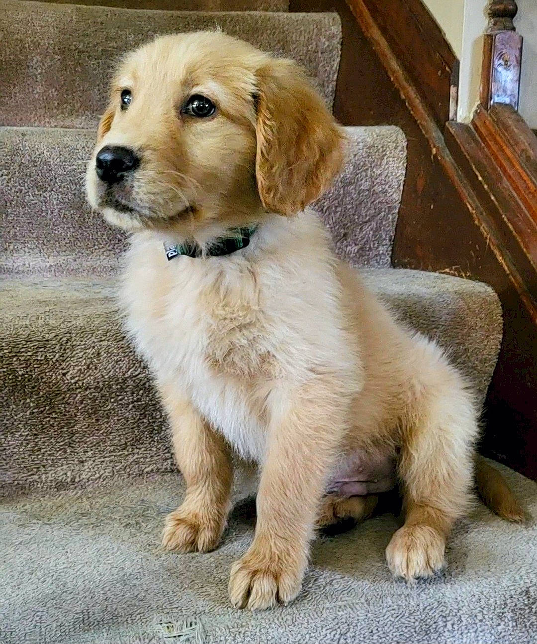 Hulk joined the competition — help win amazing prizes! ancient_dog_breeds, canidae, carnivore, companion_dog, dog, dog_breed, fawn, fur, gun_dog, puppy, snout, sporting_group, tail, terrestrial_animal, whiskers, working_animal