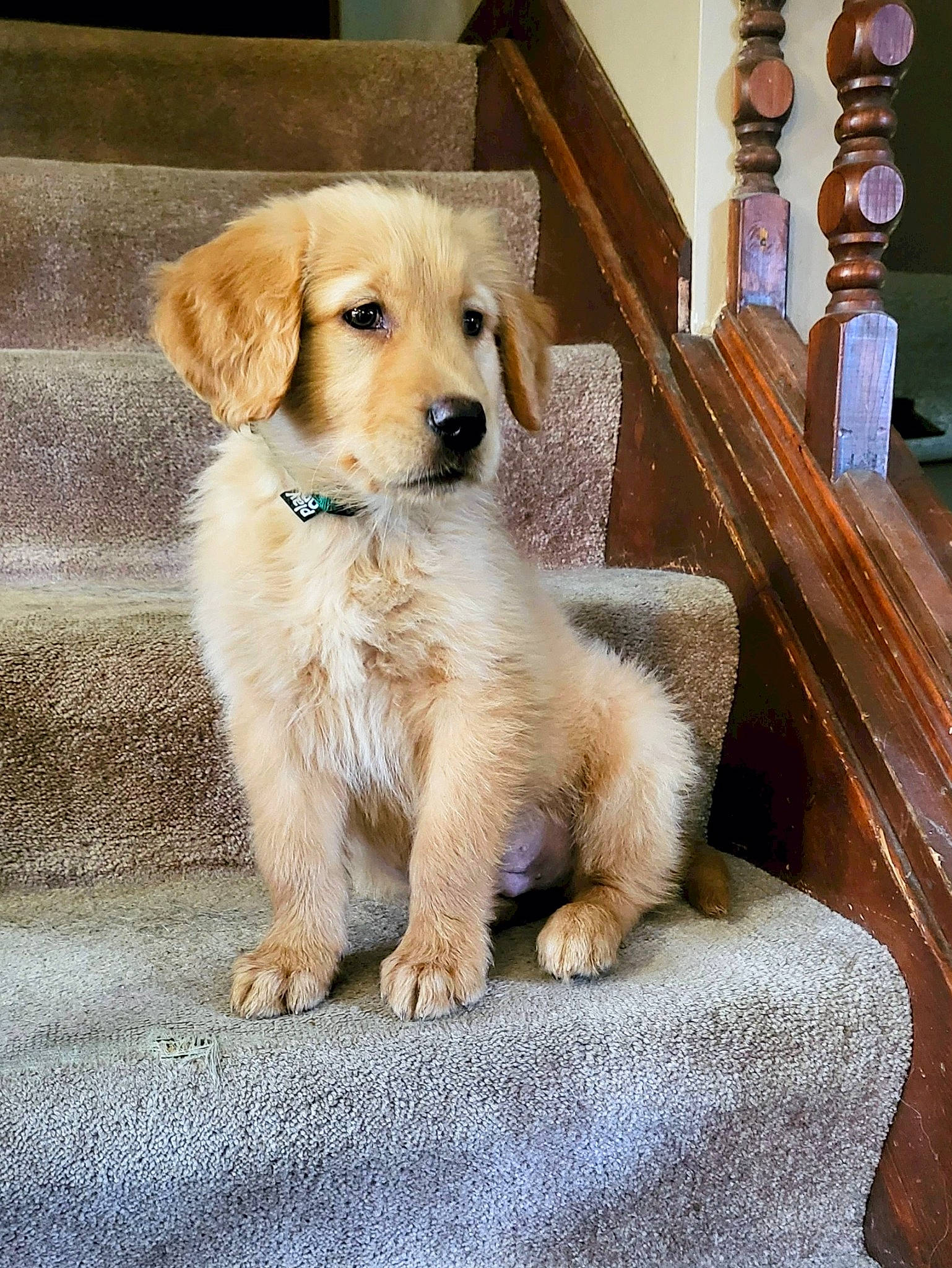 Hulk is registered to the contest to win money with this photo: canidae, carnivore, companion_dog, dog, dog_breed, fawn, fur, hardwood, pet_supply, puppy, snout, sporting_group, whiskers, wood