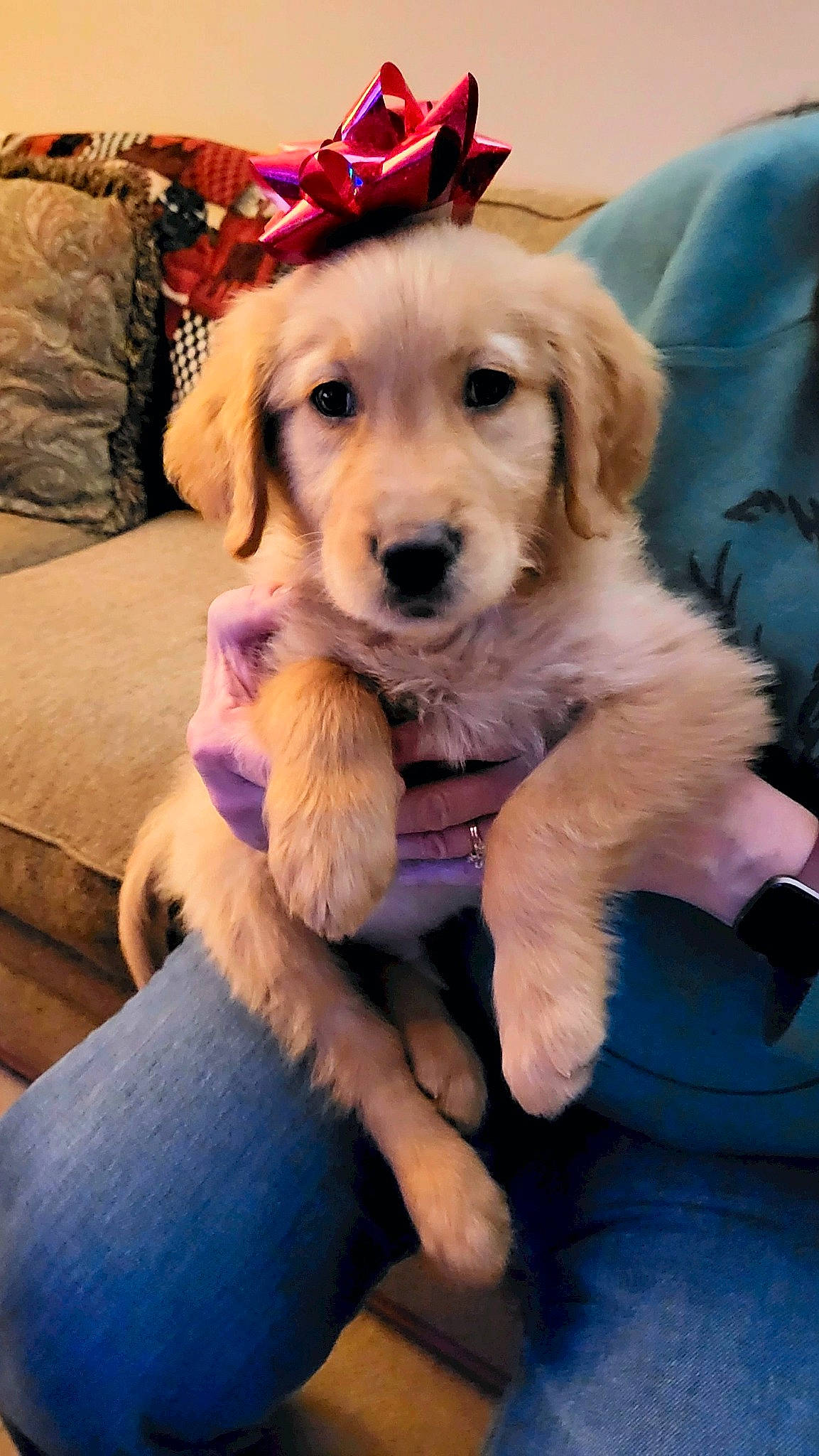 Hulk is registered to the contest to win money with this photo: canidae, carnivore, chair, comfort, companion_dog, couch, dog, dog_breed, fashion_accessory, fawn, fur, happy, hat, selfie, sitting, snout, sporting_group, toy