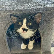 Pierre is registered to the contest to win money with this photo: cat, black_and_white, whiskers, eyes, pet, animal, feline, cozy, cat_condo, indoor, curious, cute, fur, ears, paws, portrait, looking_up, close_up, home, pet_house