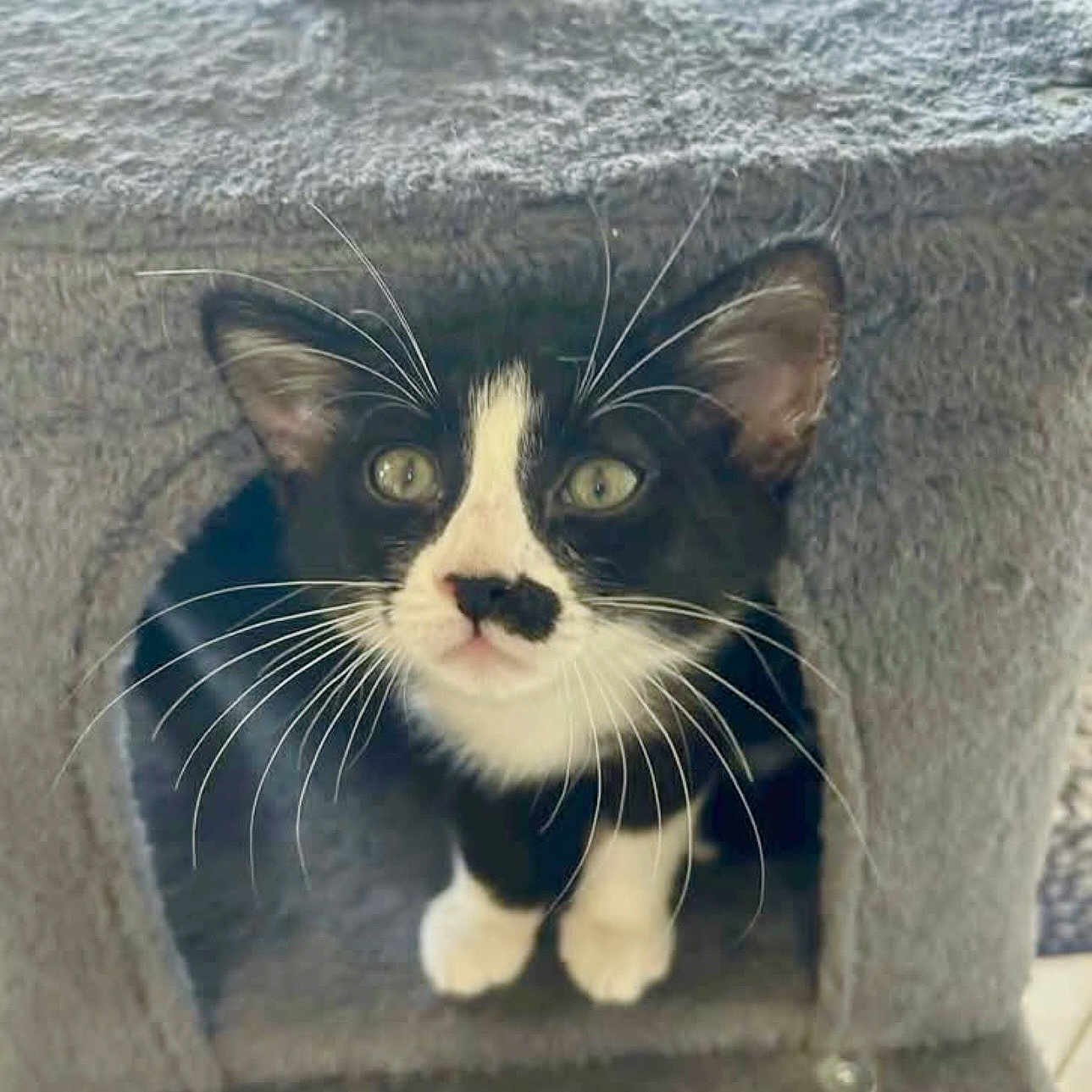 Pierre
