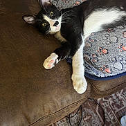 Pierre Olivier joined the competition — help win amazing prizes! animal, black_and_white, blanket, carpet, cat, couch, cozy, cute, domestic, feline, fur, indoor, lying_down, paw_print, pet, pink_paw_pads, relaxed, resting, stretching, whiskers
