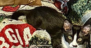 Pierre Olivier is registered to the contest to win money with this photo: animal, black, blanket, brown, cat, couch, cozy, domestic_cat, ears, eyes, fur, furniture, indoor, patterned, pet, pillow, resting, tuxedo_cat, white, woven