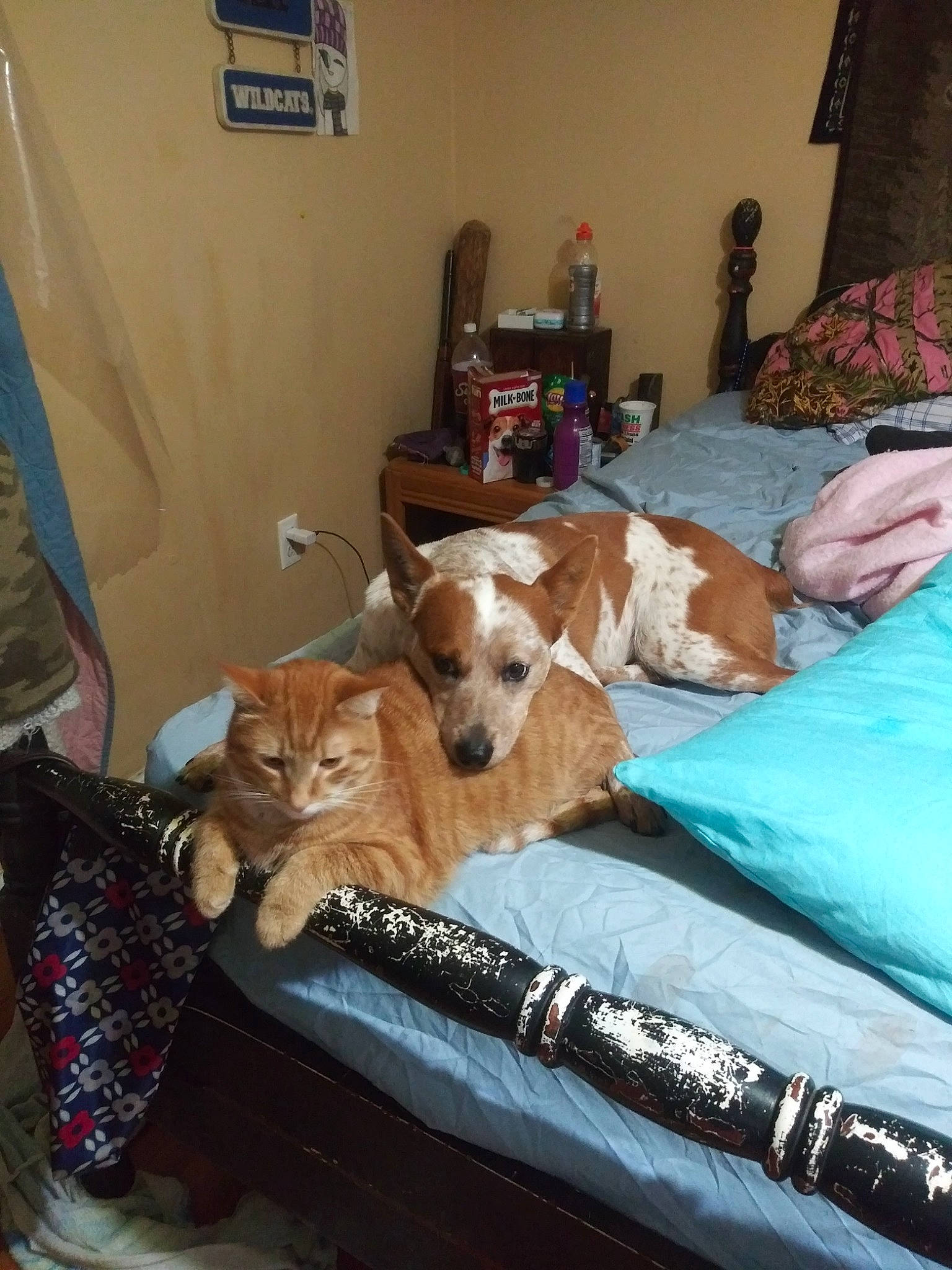 Trubble is registered to the contest to win money with this photo: bedding, carnivore, cat, comfort, companion_dog, couch, dog, dog_breed, fawn, furniture, hardwood, lamp, linens, living_room, picture_frame, room, small_to_medium_sized_cats, sporting_group, whiskers, wood