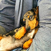 Bella a rejoint le concours — aidez-le/la à gagner de superbes lots ! puppy, dog, dachshund, black_and_tan, pet, animal, portrait, close_up, cuddling, cozy, sleepy, paws, floppy_ears, fur, indoor, person, clothing, jacket, gray, cute