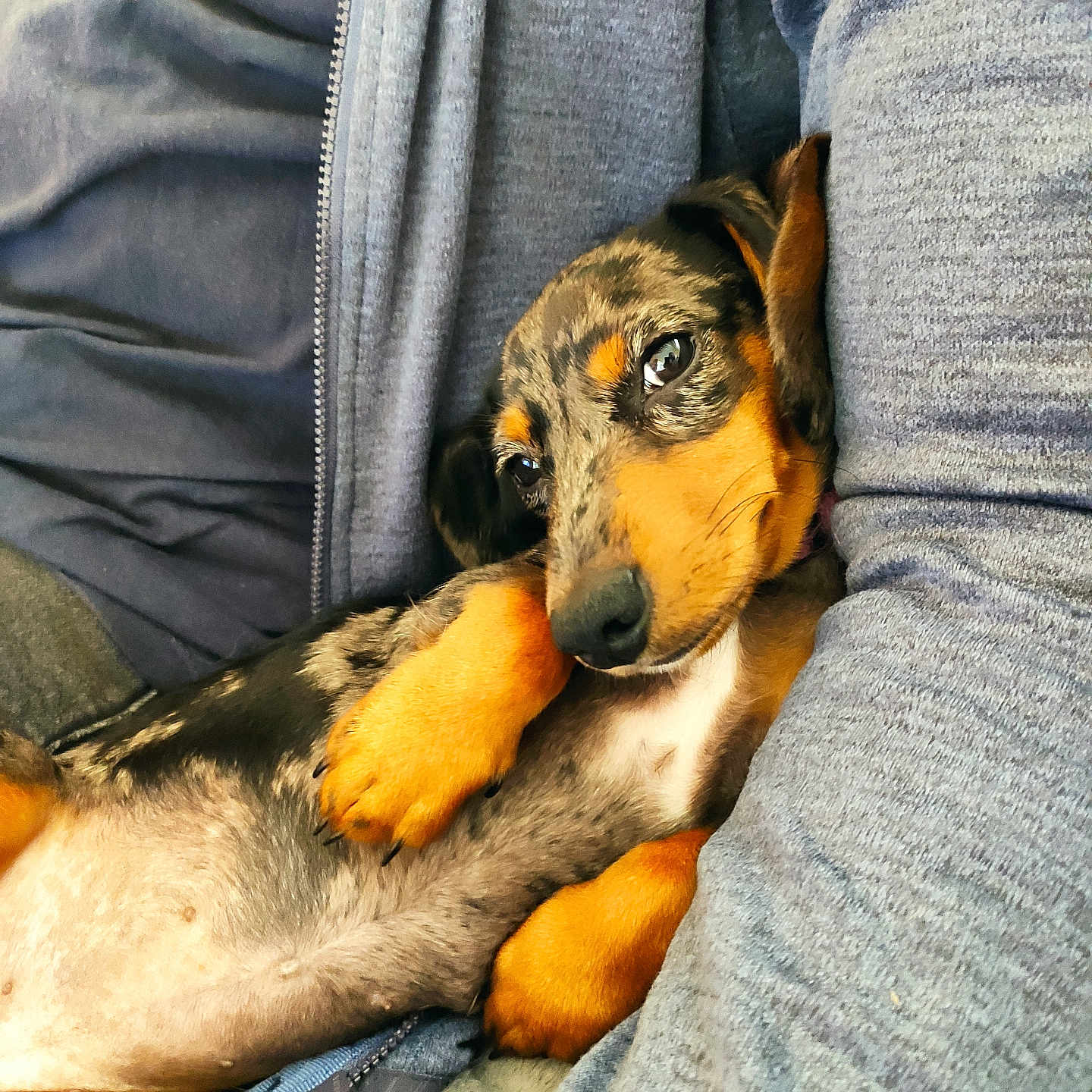 Bella a rejoint le concours — aidez-le/la à gagner de superbes lots ! puppy, dog, dachshund, black_and_tan, pet, animal, portrait, close_up, cuddling, cozy, sleepy, paws, floppy_ears, fur, indoor, person, clothing, jacket, gray, cute
