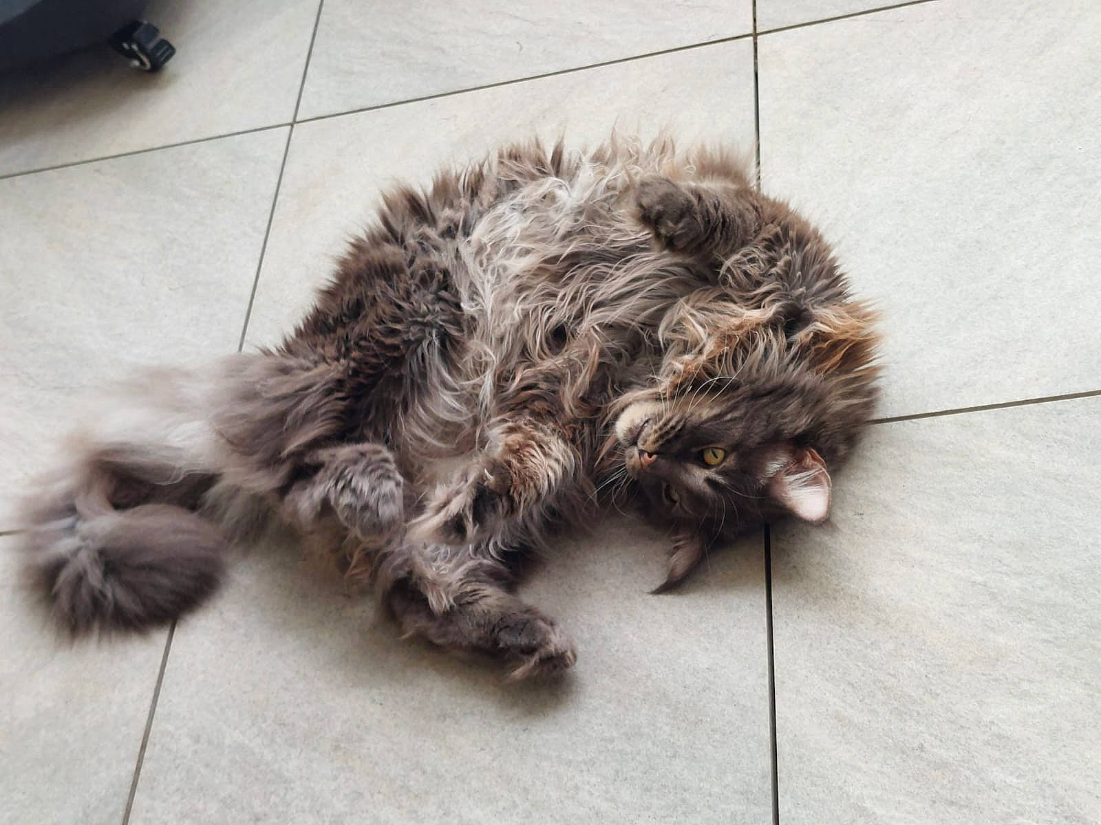 Simba a rejoint le concours — aidez-le/la à gagner de superbes lots ! british_longhair, carnivore, cat, claw, companion_dog, dog_breed, felidae, flooring, foot, fur, grey, hardwood, liver, paw, road_surface, small_to_medium_sized_cats, snout, tail, terrestrial_animal, whiskers