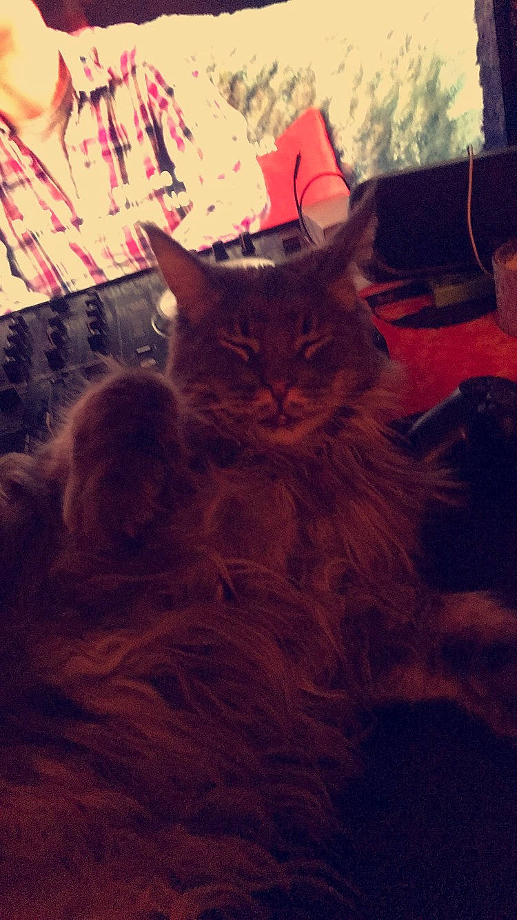 Simba a rejoint le concours — aidez-le/la à gagner de superbes lots ! box, carnivore, cat, cloud, comfort, darkness, domestic_short_haired_cat, fawn, felidae, flooring, fur, lap, night, plant, room, small_to_medium_sized_cats, tail, tints_and_shades, whiskers, wood