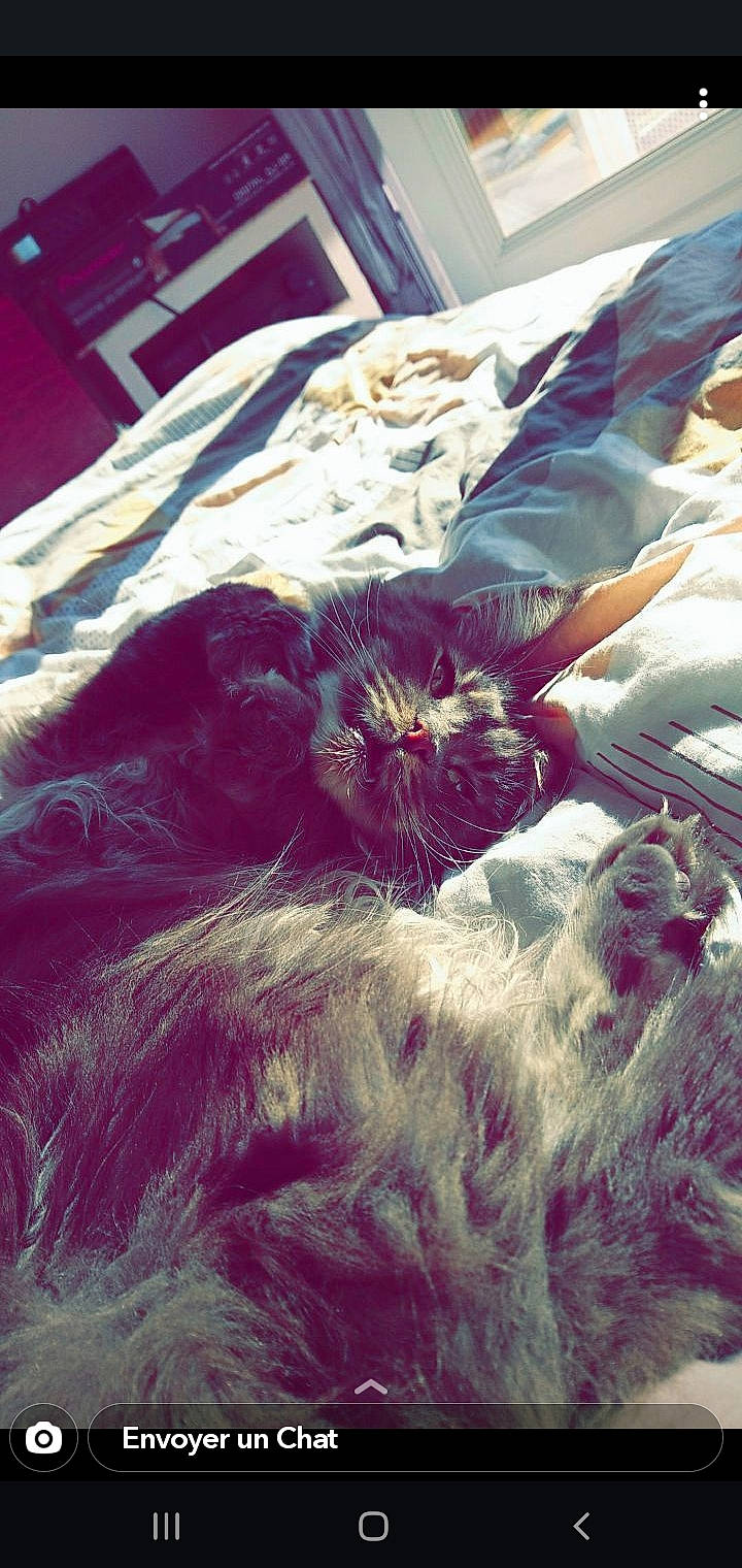 Simba a rejoint le concours — aidez-le/la à gagner de superbes lots ! bed, bedding, bedroom, carnivore, cat, cloud, comfort, domestic_short_haired_cat, electric_blue, felidae, fur, linens, mammal, pattern, purple, small_to_medium_sized_cats, tail, textile, vertebrate, whiskers