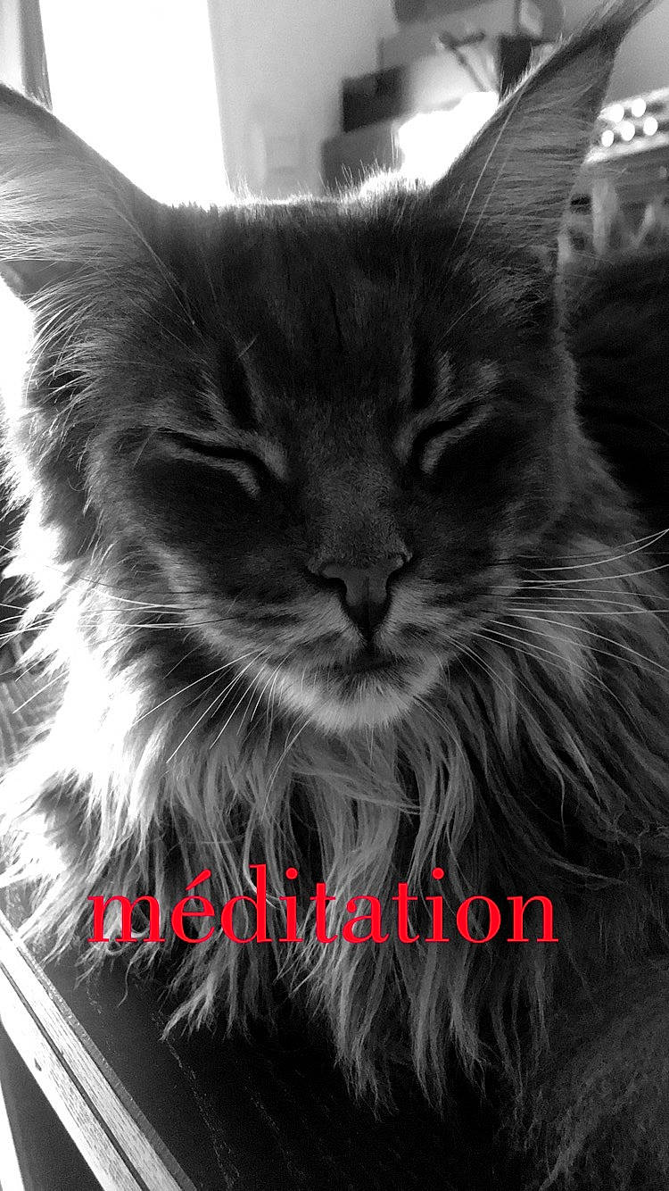 Simba a rejoint le concours — aidez-le/la à gagner de superbes lots ! box, british_longhair, carnivore, cat, claw, domestic_short_haired_cat, felidae, font, fur, grey, iris, maine_coon, monochrome, monochrome_photography, paw, photo_caption, small_to_medium_sized_cats, snout, whiskers, window