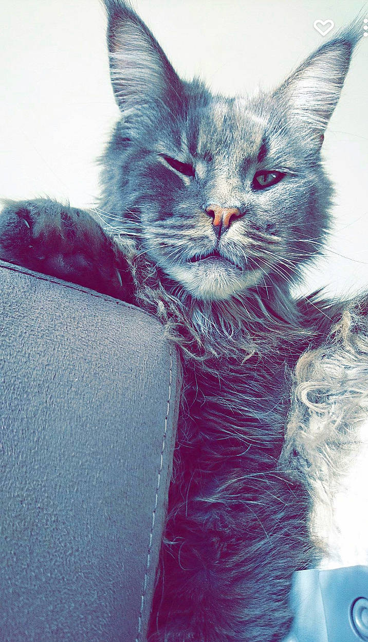 Simba participe au concours pour gagner de l'argent avec cette photo : black_cat, carnivore, cat, claw, comfort, denim, domestic_short_haired_cat, electric_blue, felidae, fur, grey, paw, photo_caption, small_to_medium_sized_cats, snout, tail, whiskers, window, winter