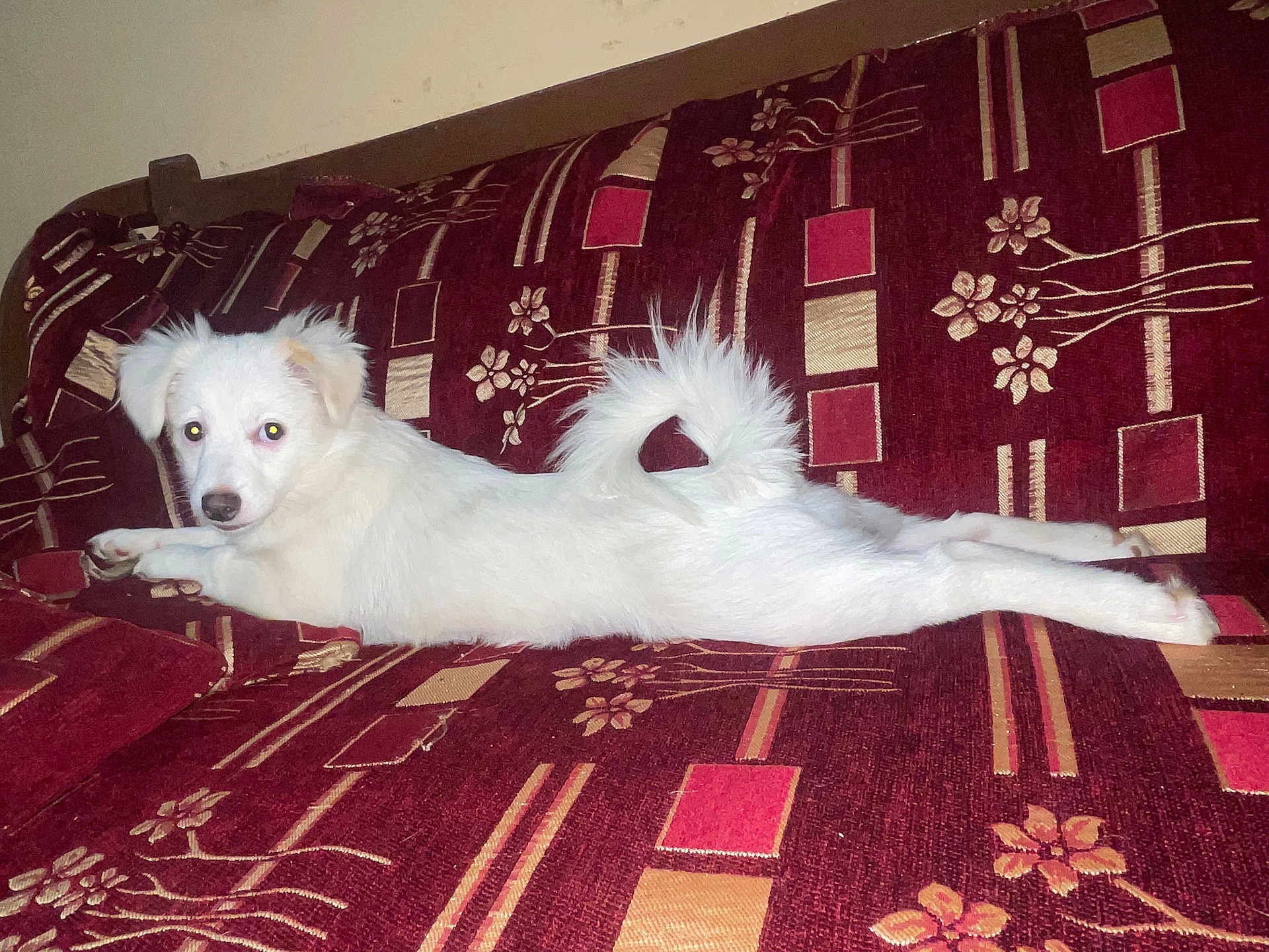 Coconut is registered to the contest to win money with this photo: dog, white_dog, couch, indoor, pet, animal, fur, resting, looking, home, furniture, pattern, relaxing, canine, cute, companion, household, domestic, lying_down, curious