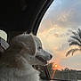 Coconut joined the competition — help win amazing prizes! dog, white_dog, car, window, sunset, sky, clouds, palm_trees, nature, outdoor, animal, pet, fur, side_view, peaceful, travel, transportation, silhouette, scenic, relaxation
