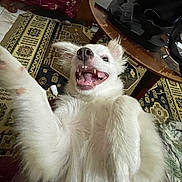 Coconut is registered to the contest to win money with this photo: dog, white_dog, playful, smiling, indoor, carpet, table, furniture, paw, teeth, fur, happy, pet, canine, closeup, animal, friendly, home, cute, fun